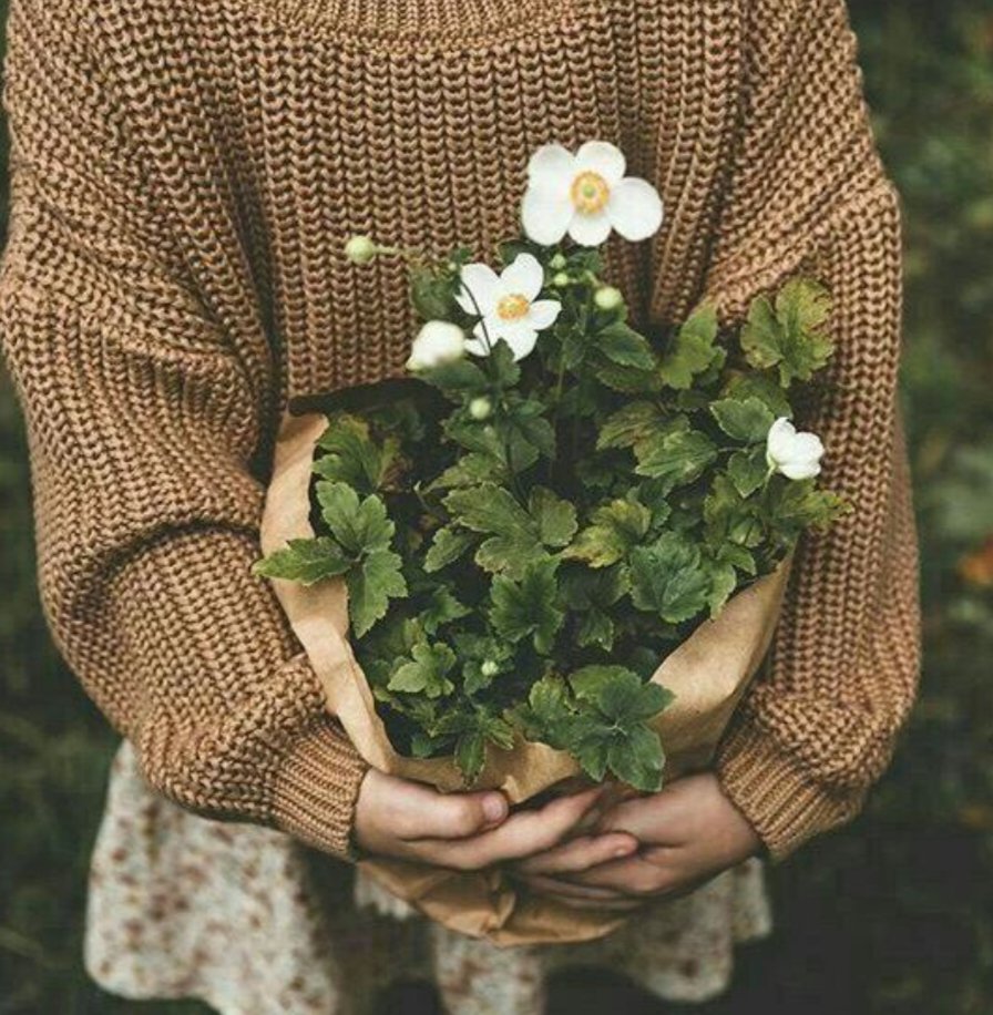 انتصار 🌸🍃 tweet media