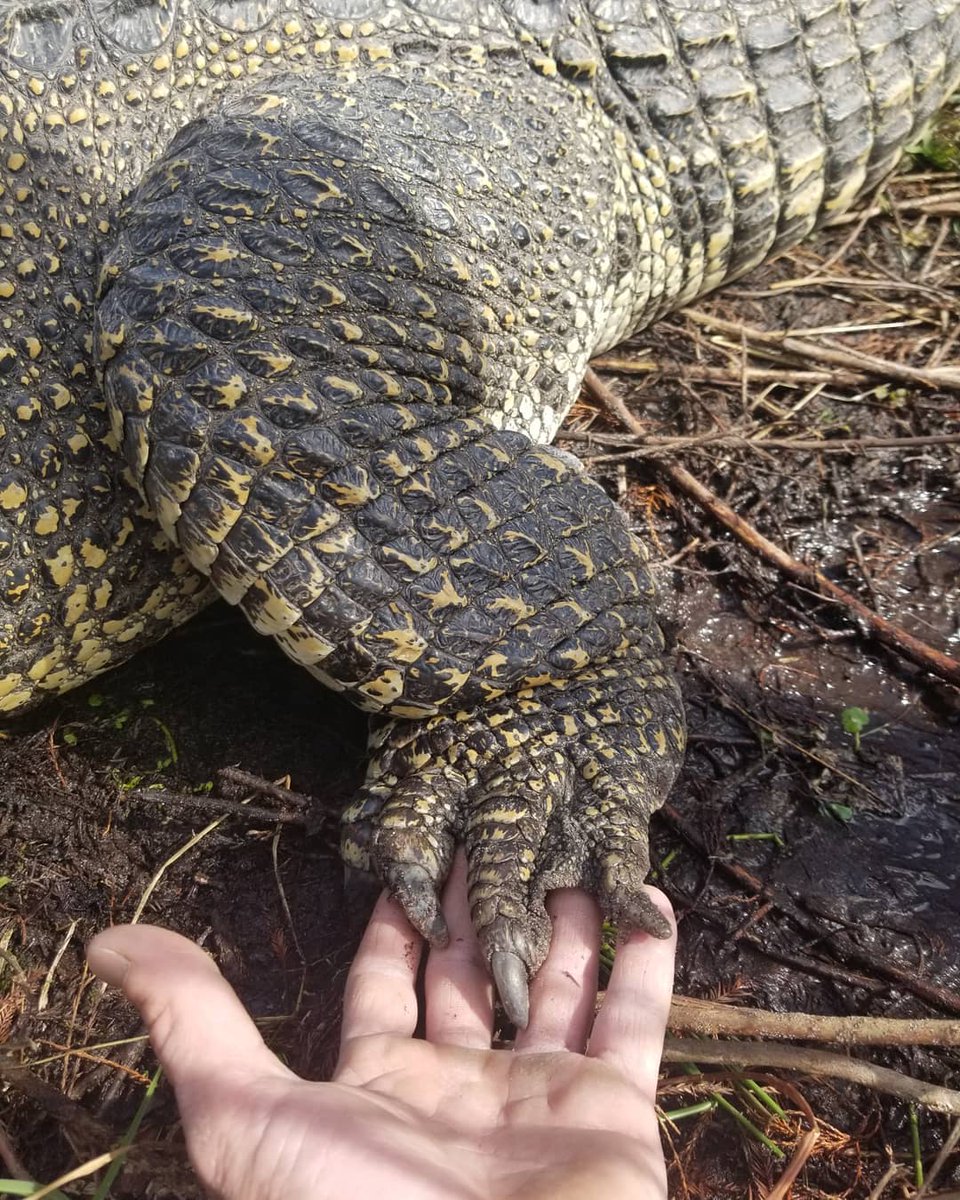 GatorsDaily tweet picture