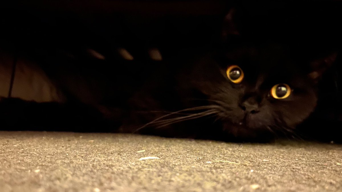 MaximilianTyson's tweet image. I am #VoidKitty 

#MaximilianTyson #AdoptDontShop #AussieCatsOfTwitter #CatsOfTwitter