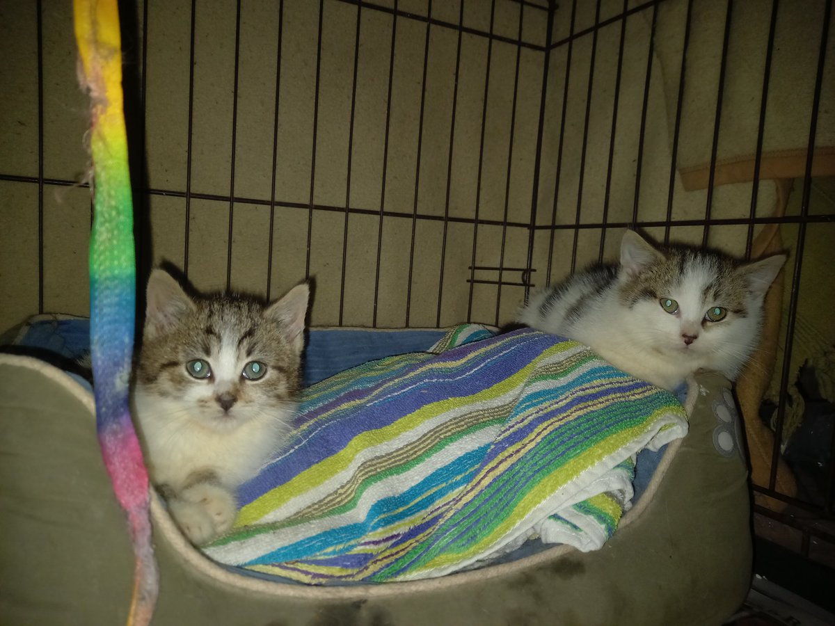 New wee fosters. Two little girls. 
A little hissy but settling in well.  Thinking of calling them Milly and  Rowena 🤔
They have 2 siblings still to come from the same colony. 🤞With a little luck they'll be joining us tomorrow 🤞
#AdoptDontShop #CatsOfTwitter #CatsLover #cats