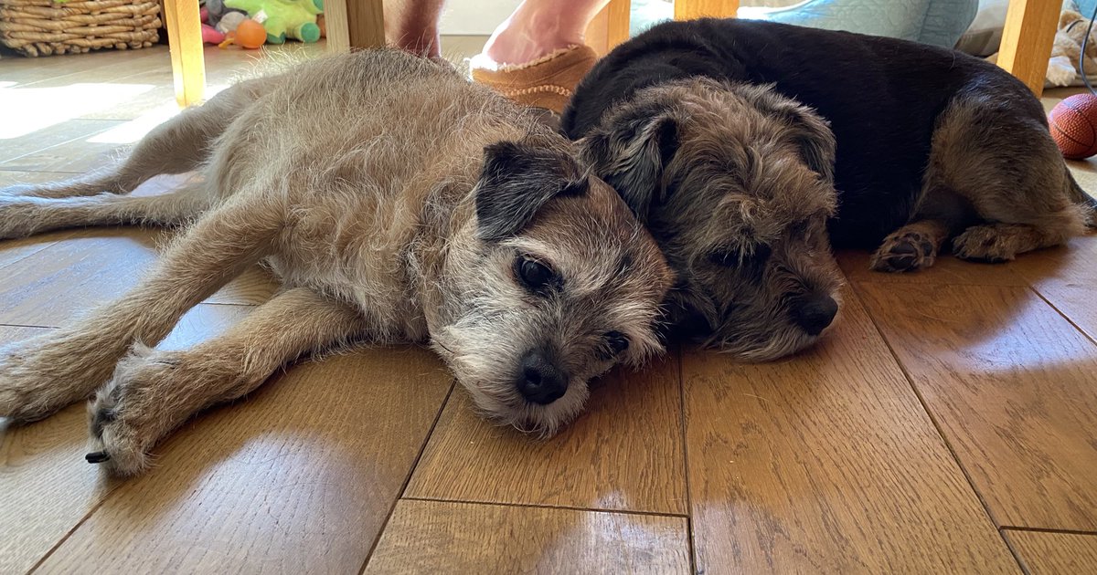 ⭐️Ruby & Lola⭐️ tweet media