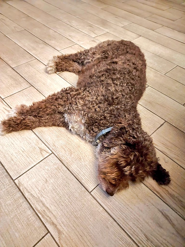 9cuchi9's tweet photo. Así acaba después de este fin de semana y yo igual pero en mi cama😅🦁
.
.
.
.
.
.
.
.
#Dylan #MiGordito #pdae #perrodeaguaespañol #perrete #dog #DogLover #modomopa https://t.co/WhVSQCbGtt