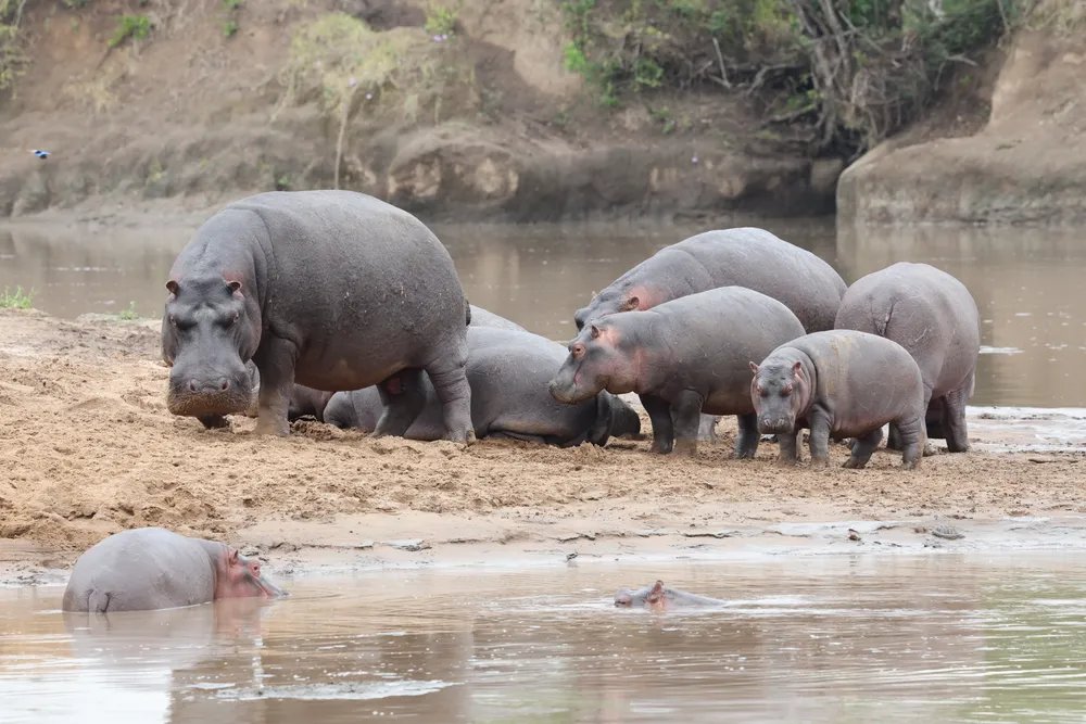 Prymalfury tweet media