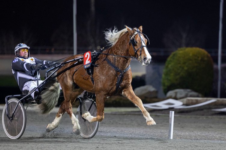Fra liten bølle til vinnerhest. Lakafanten 🥇❤️🥹