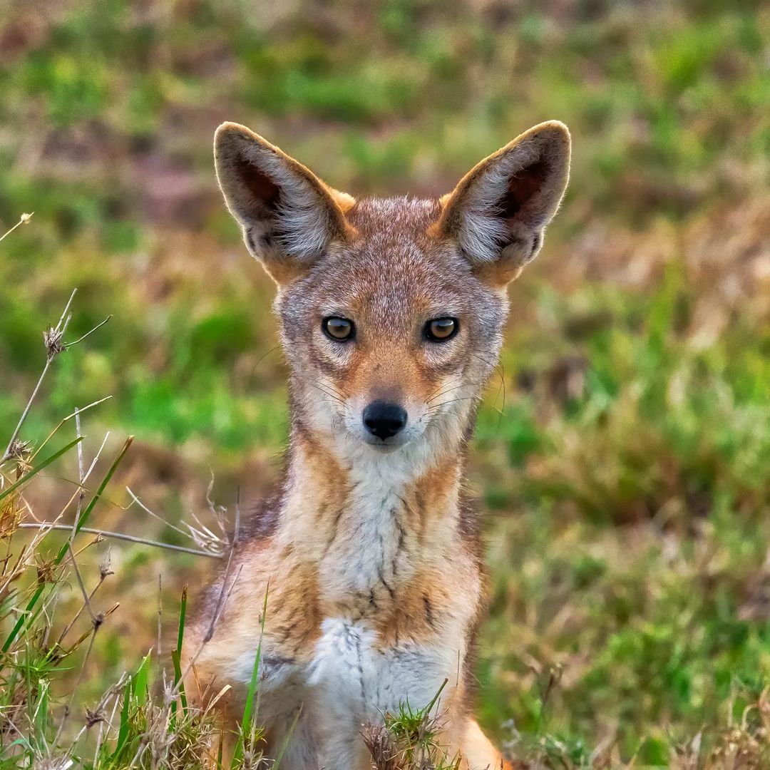 Hey Guys I am here to pose. A beautiful Black-backed Jackal.
🐺 Masai Mara | Kenya
#wildlife #animals #photography #wildlifephotography #travel #wildlifesafaris #bownaankamal #wildlifeplanet #igscwildlife #jackal #worldmastershotz #amazing_picturez #phenomenalshot