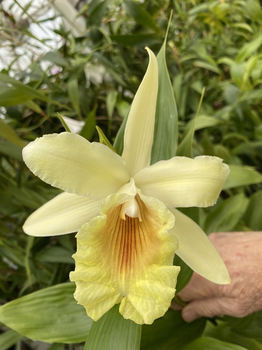 #beautiful #sobralia #orchid #hybrid #bloom in #SanFrancisco #greenhouse for #SobraliaSunday #newplant #neworchid #orchideas #orchideen #orchidee #rareplants