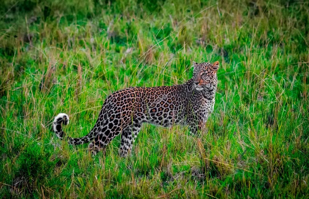 The Legend and beautiful 'Fig' 
🐆 Masai Mara | Kenya
#CatsOfTwitter #animal #wildlife #wild #wildlifephotography #animallovers #jungle #safari #animalphotography #leopard #bownaankamal #pawstrails
#featured_wildlife #nuts_about_wildlife #animal_captures #kings_animals_love