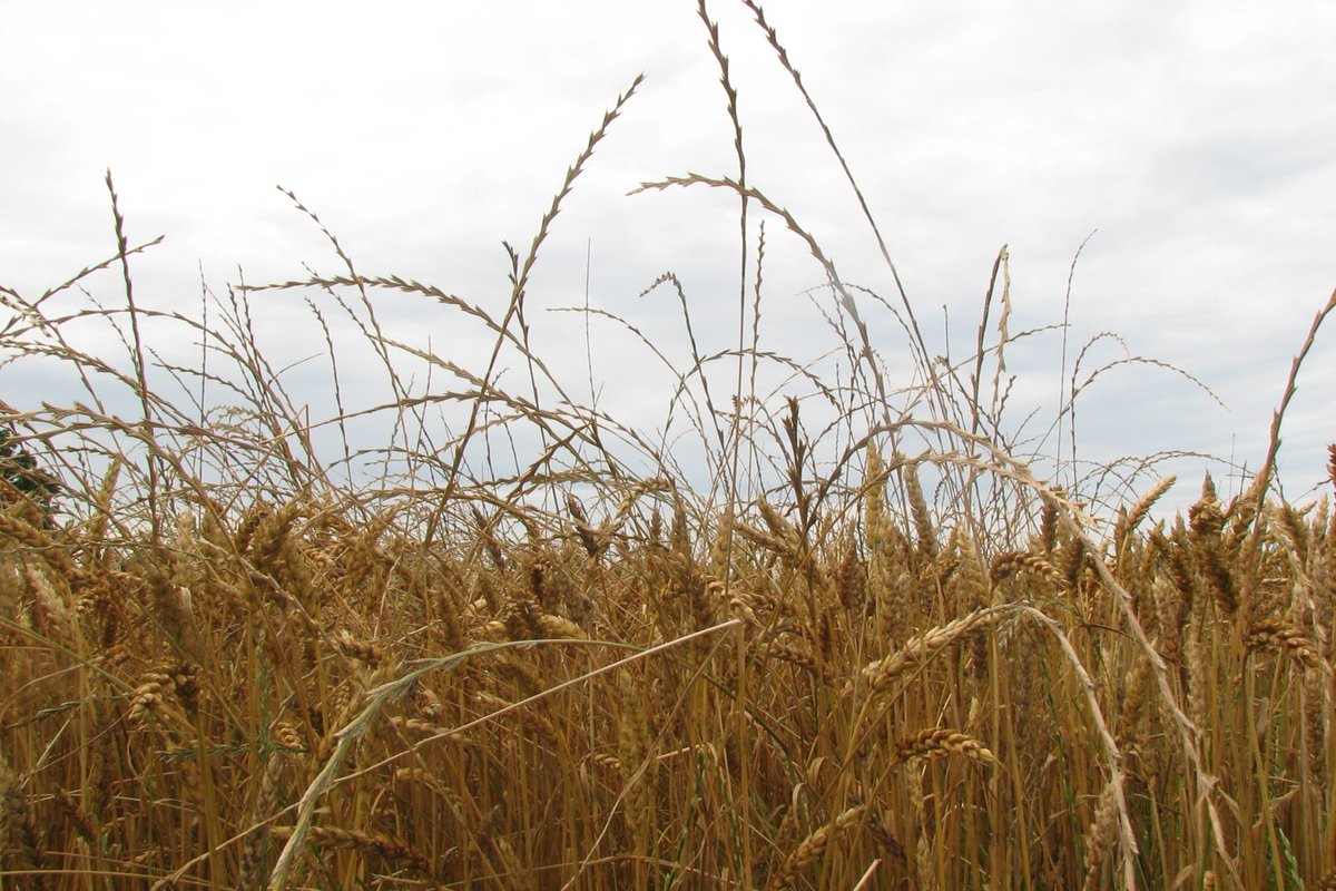 TBararpour's tweet photo. Herbicide evaluation in wheat for Italian Ryegrass Control
@MSUextDelta @MSUExtService @MSUExtForestry @MSU_AG https://t.co/BTyXG5OJUF