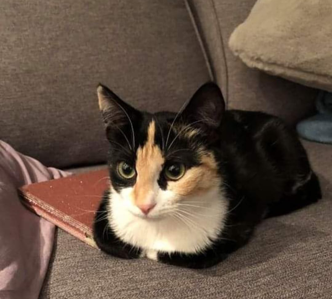 What do you see in those facial markings?