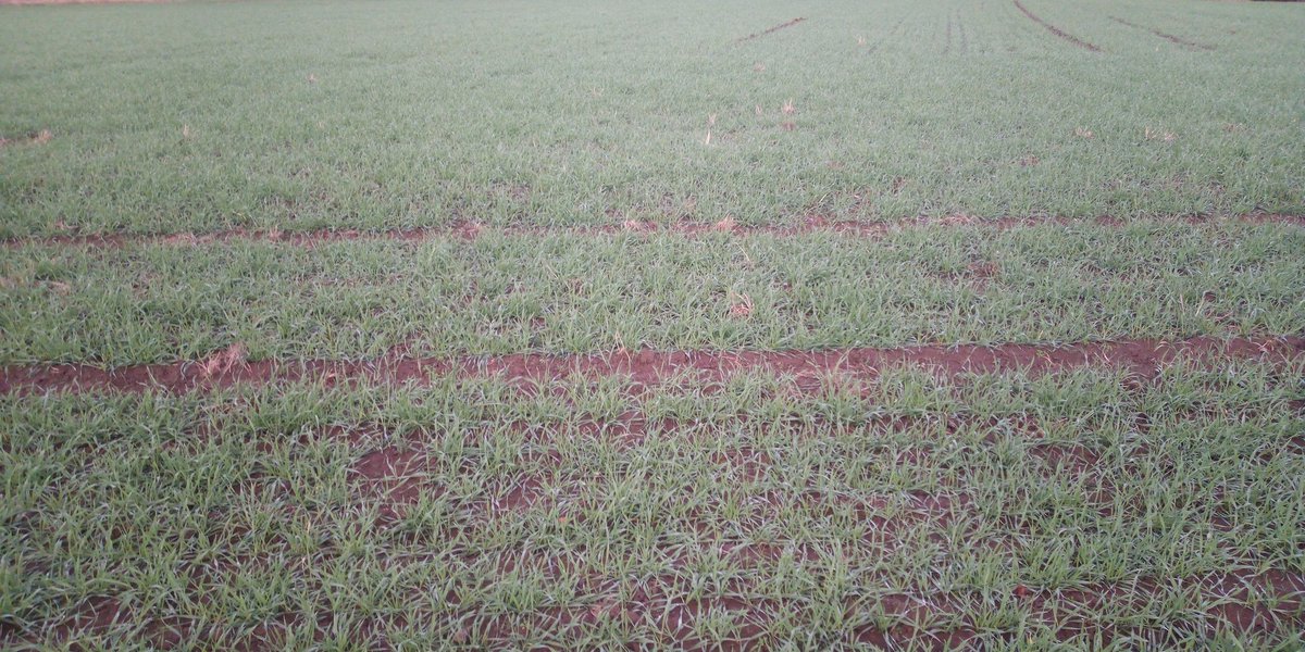 Ruisvehnä Temuco näyttää hyvältä. Luulin kylväneeni liian harvaksi (450 kpl/m2). Pitkä syksy on kuitenkin edistänyt pensomista ja kasvusto on todella rehevä ja taaja.