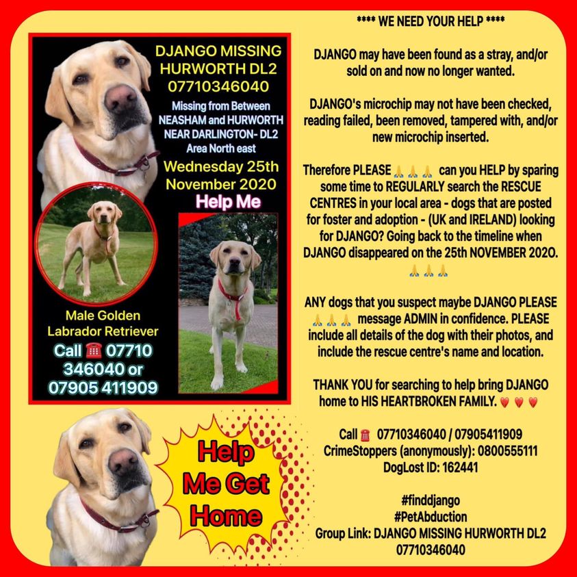 The_Animal_Team's tweet photo. ‼️ WE MUSTN'T FORGET ABOUT DJANGO ‼️ #Django went #missing on 25/11/20 from between #Neasham & #Hurworth near #Darlington #DL2 area, #NorthEast. Entire male Golden #LabradorRetriever. Contact numbers below. ⬇️ DL: https://t.co/lILH2mgT8T FB Group: https://t.co/qThoZ9cnXj #dogs https://t.co/SgqrtiOfi1