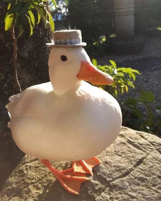 DePaul’s Open Ultimate Club tweet media