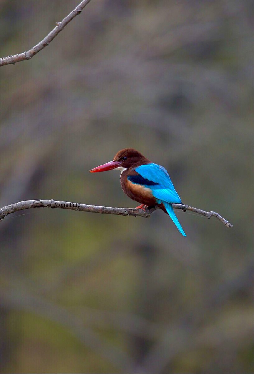 MonaPatelT's tweet photo. The King Of Good Times 👉 Kingfisher Here is white-breasted kingfisher ❤️ 

#Ranthmbore  🐅 🌳#BBCWildlifePOTD #ThePhotoHour #natgeoindia #DekhoApnaDesh 🇮🇳 https://t.co/QNLx9yIn3N