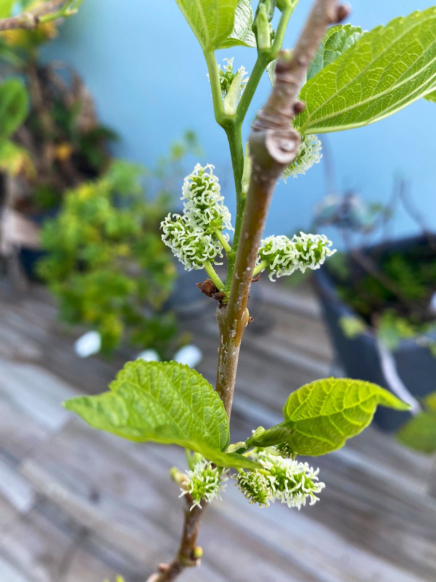 MiFinquitaPR 🇵🇷🐝 tweet media