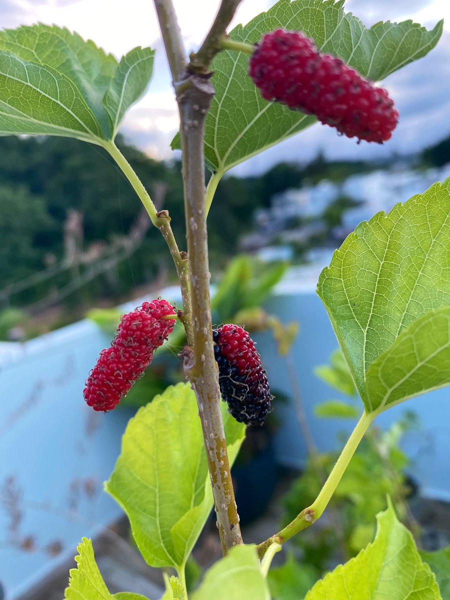 MiFinquitaPR 🇵🇷🐝 tweet media