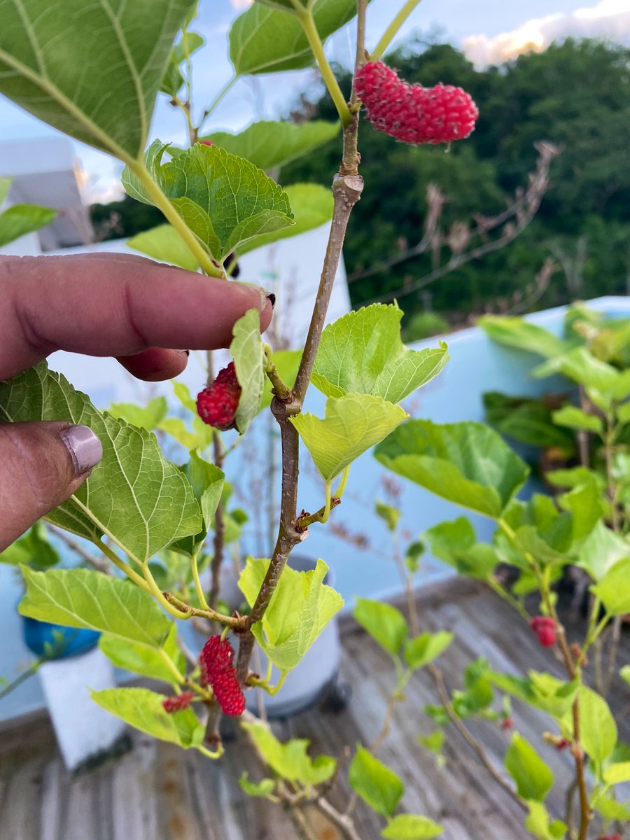 MiFinquitaPR 🇵🇷🐝 tweet media