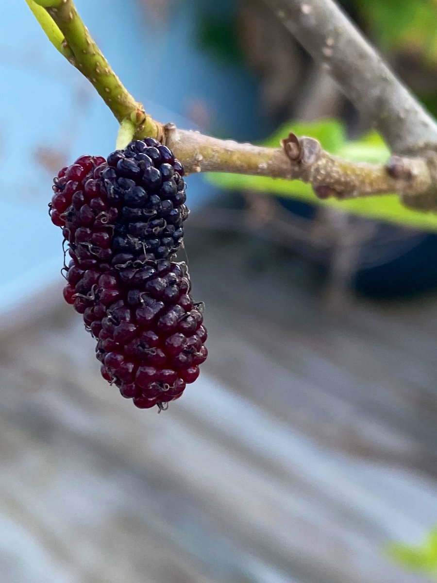 MiFinquitaPR 🇵🇷🐝 tweet media