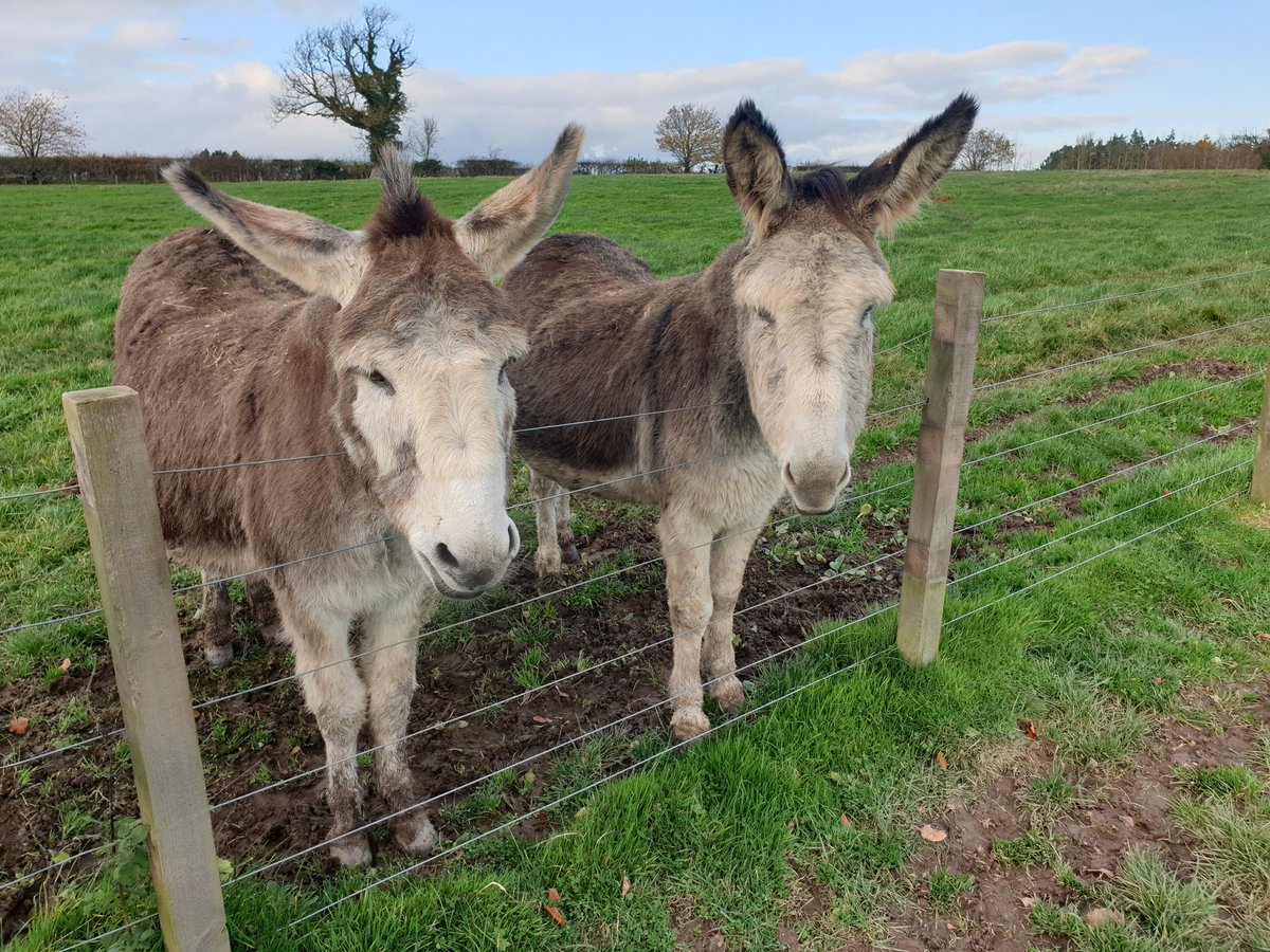 CalumGubby's tweet photo. Clive, and his best pal, Jasper, at the Scottish Borders Donkey Sanctuary @donkeyheaven1 https://t.co/VlfpTbfdHI