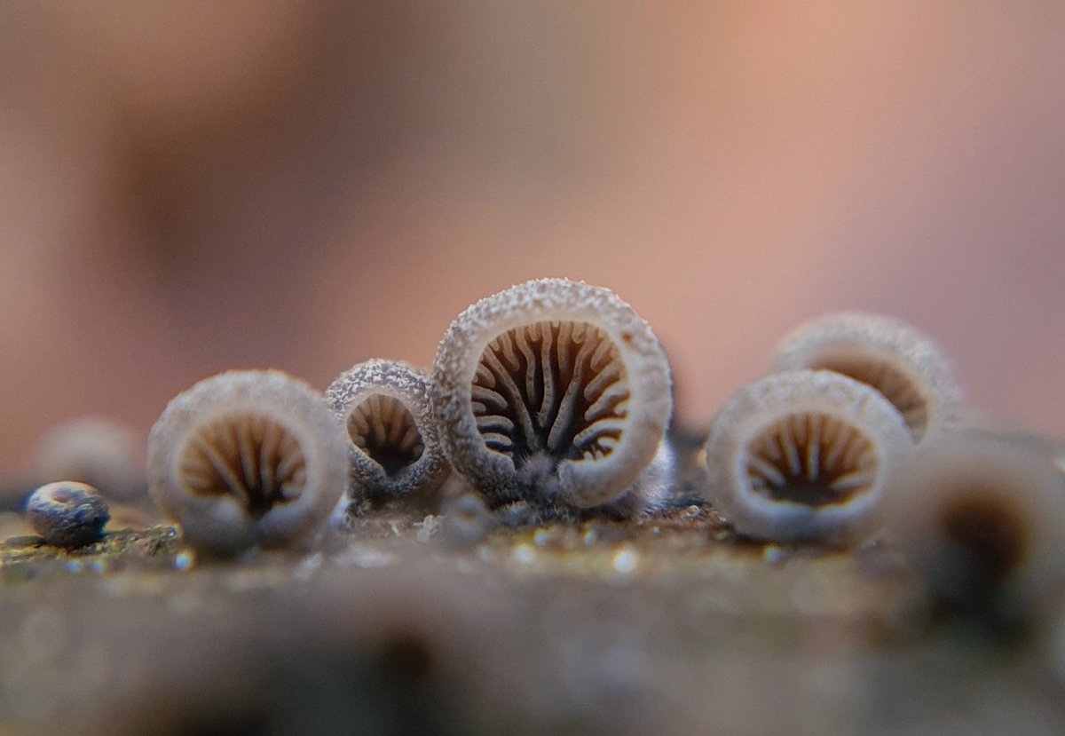 Ook weer wat afluisterapparatuur(tjes) ontdekt in Stadspark Groningen 🤭
(kaal dwergoortje)
