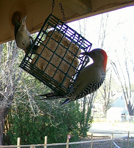 CWMaurerWrites's tweet photo. #BirbUpdate:
I didn't check the bird-cam much during my coaching season, but have started to get back to it now. Good thing too, as I almost missed some great pictures from last week.
Red-bellied woodpecker, tufted titmice, and bluebirds were all hanging out Thursday morning https://t.co/CcKttEsssA