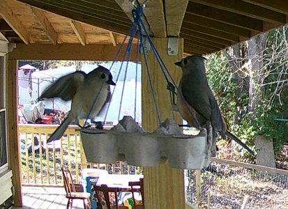 CWMaurerWrites's tweet photo. #BirbUpdate:
I didn't check the bird-cam much during my coaching season, but have started to get back to it now. Good thing too, as I almost missed some great pictures from last week.
Red-bellied woodpecker, tufted titmice, and bluebirds were all hanging out Thursday morning https://t.co/CcKttEsssA