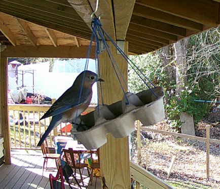 CWMaurerWrites's tweet photo. #BirbUpdate:
I didn't check the bird-cam much during my coaching season, but have started to get back to it now. Good thing too, as I almost missed some great pictures from last week.
Red-bellied woodpecker, tufted titmice, and bluebirds were all hanging out Thursday morning https://t.co/CcKttEsssA