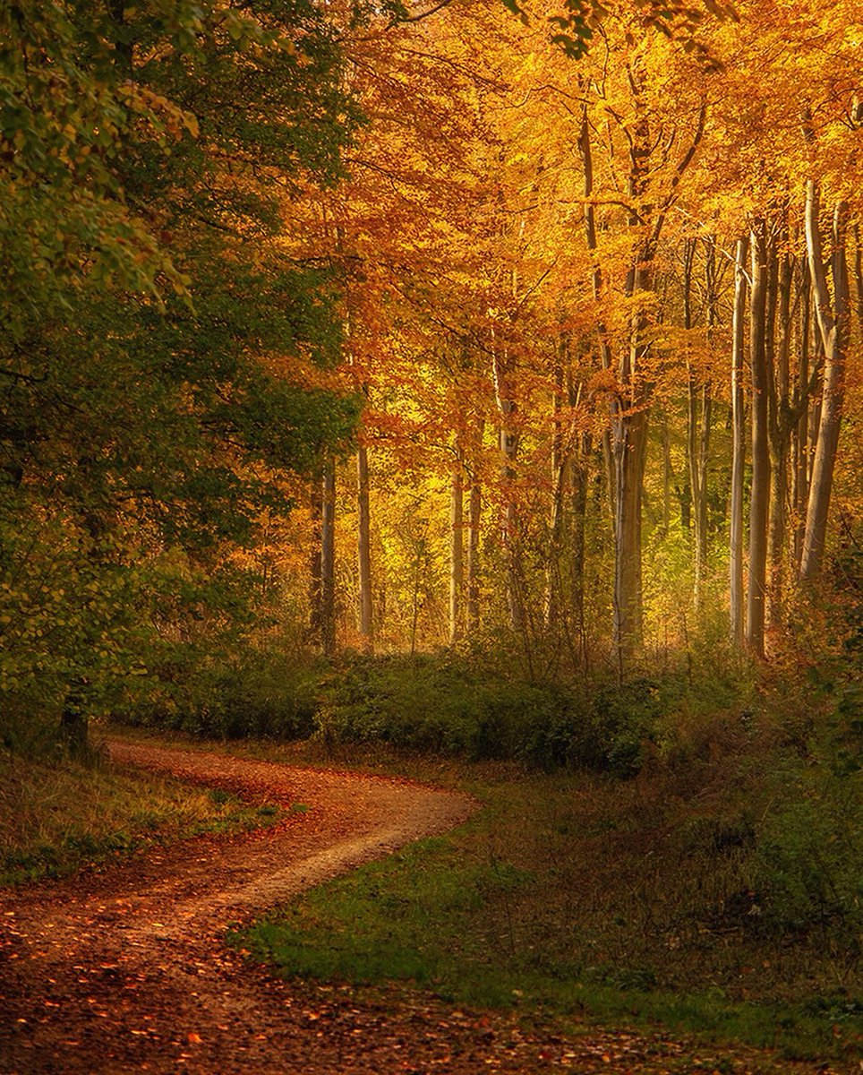 Robgreg8's tweet photo. Westwoods near Marlborough UK this morning The colours were amazing #forests #ukforest #WILTSHIRE https://t.co/Jso8FBktgF