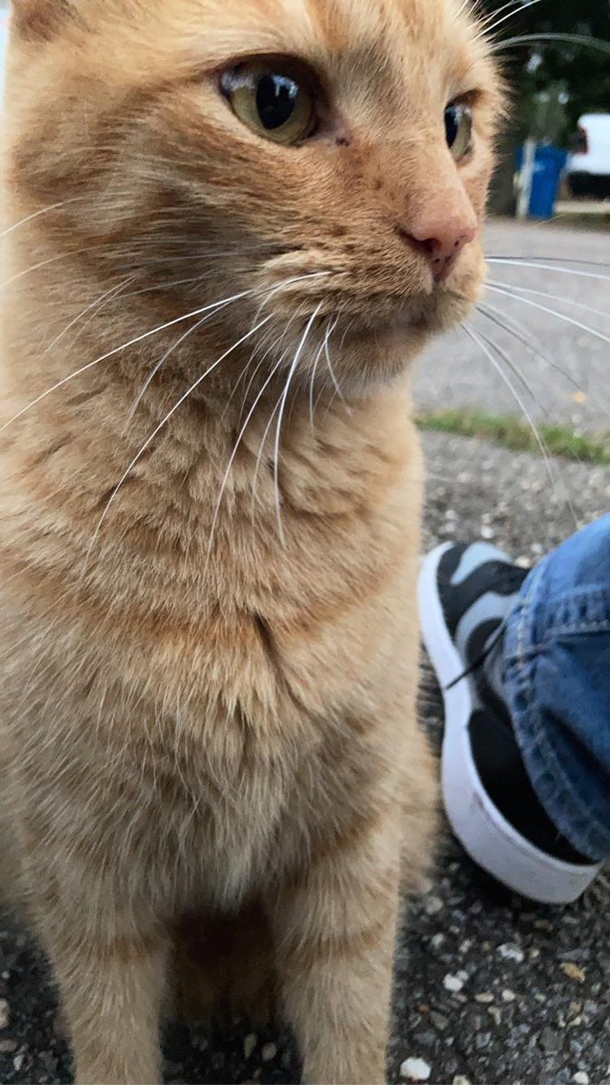 Michael's Cat tweet media