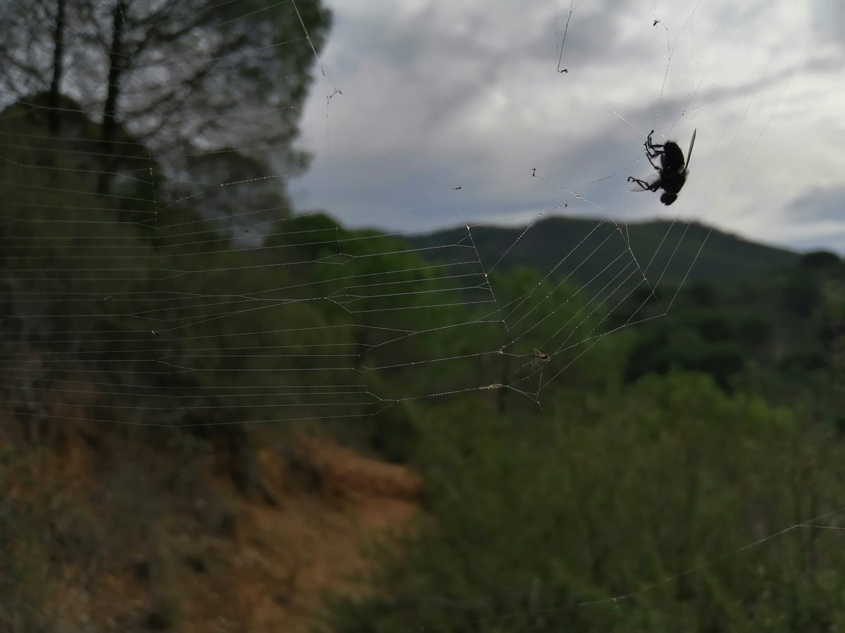 CarlosH85430696's tweet photo. Mosca morta repousa em teia abandonada #coweb #deadfly #moscamorta #teiadearanha #trail #trailrun #trailrunner #trailrunning https://t.co/I4gQ0BKbwi