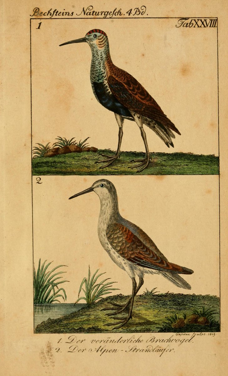 Biodiversity Illustrations tweet media