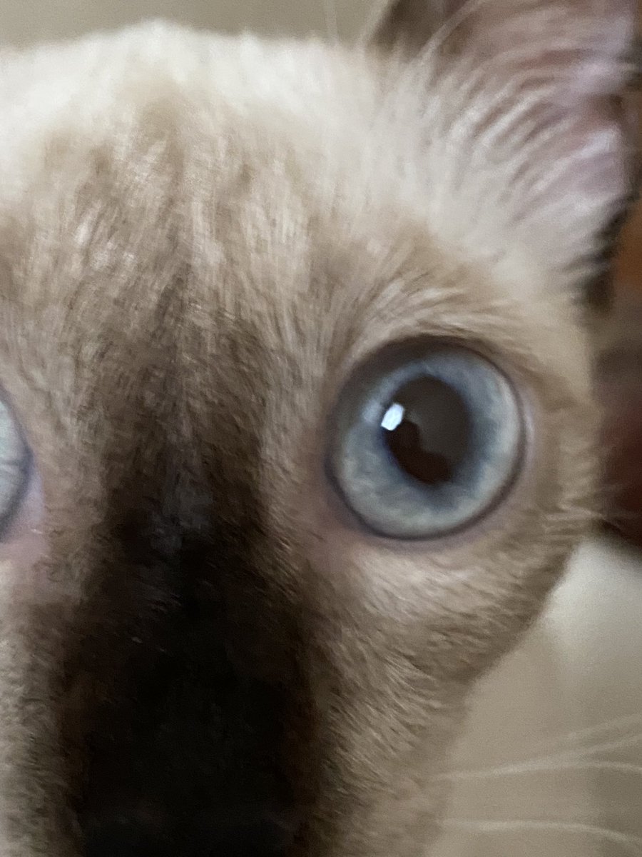 kaizenkos's tweet photo. @chaoticcatpics https://t.co/baiAEOg4Rj