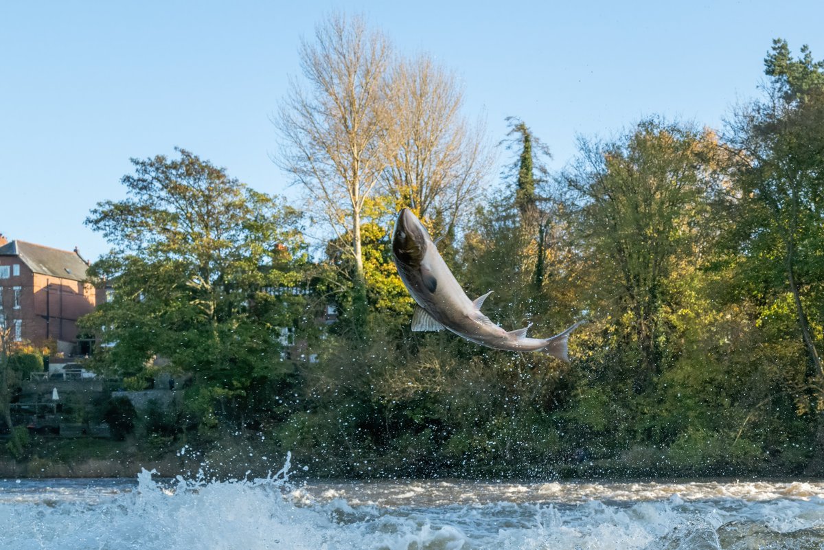 benne30's tweet photo. Could this be the last of the 2022 #salmon run?  Gorgeous autumn colours today @BBCSpringwatch #BBCWildlifePOTD @NatureUK https://t.co/urIeY4rLfa