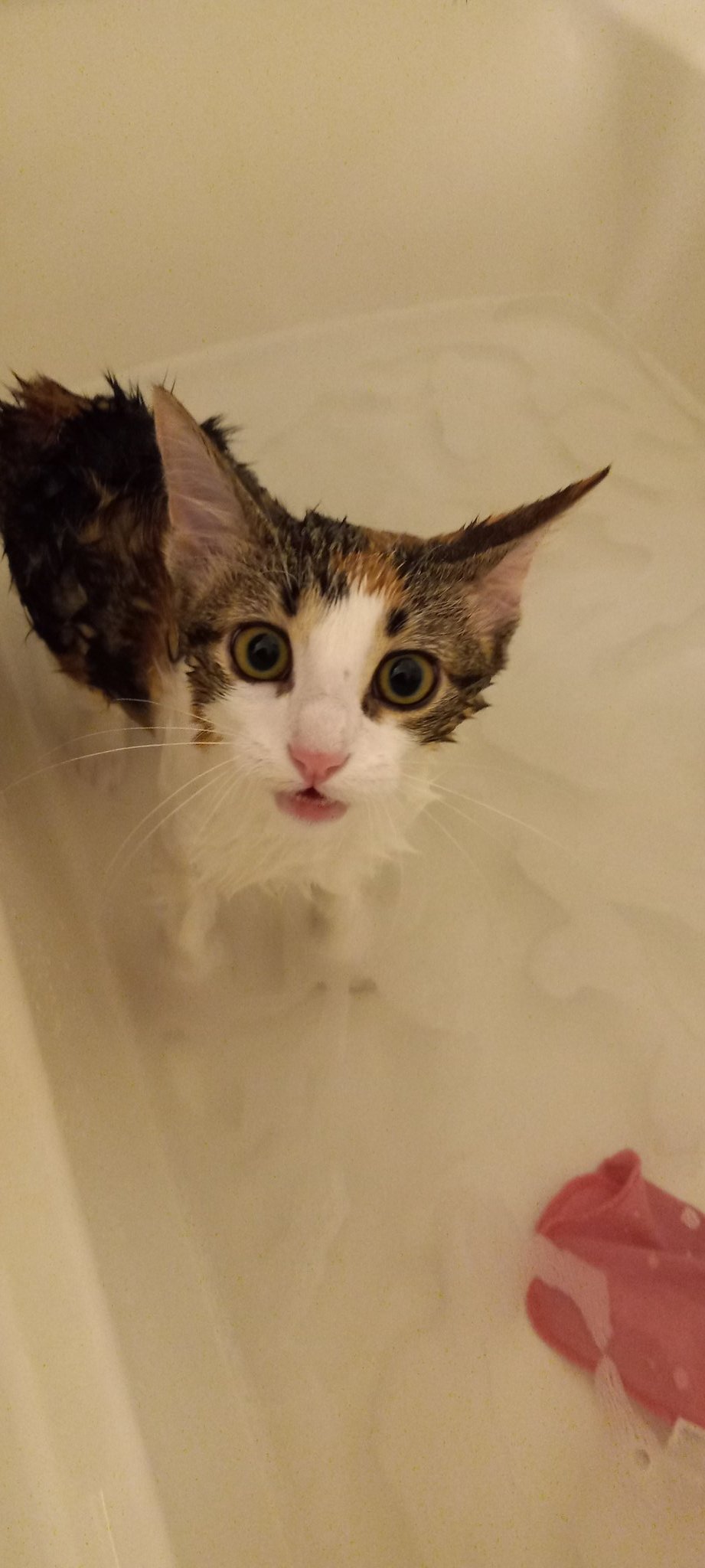 💀💜 𝒜𝒻𝒻𝑒𝒸𝓉𝒾𝑜𝓃 💜💀ᨐⳊ on Twitter "My cats got baths https//t.co