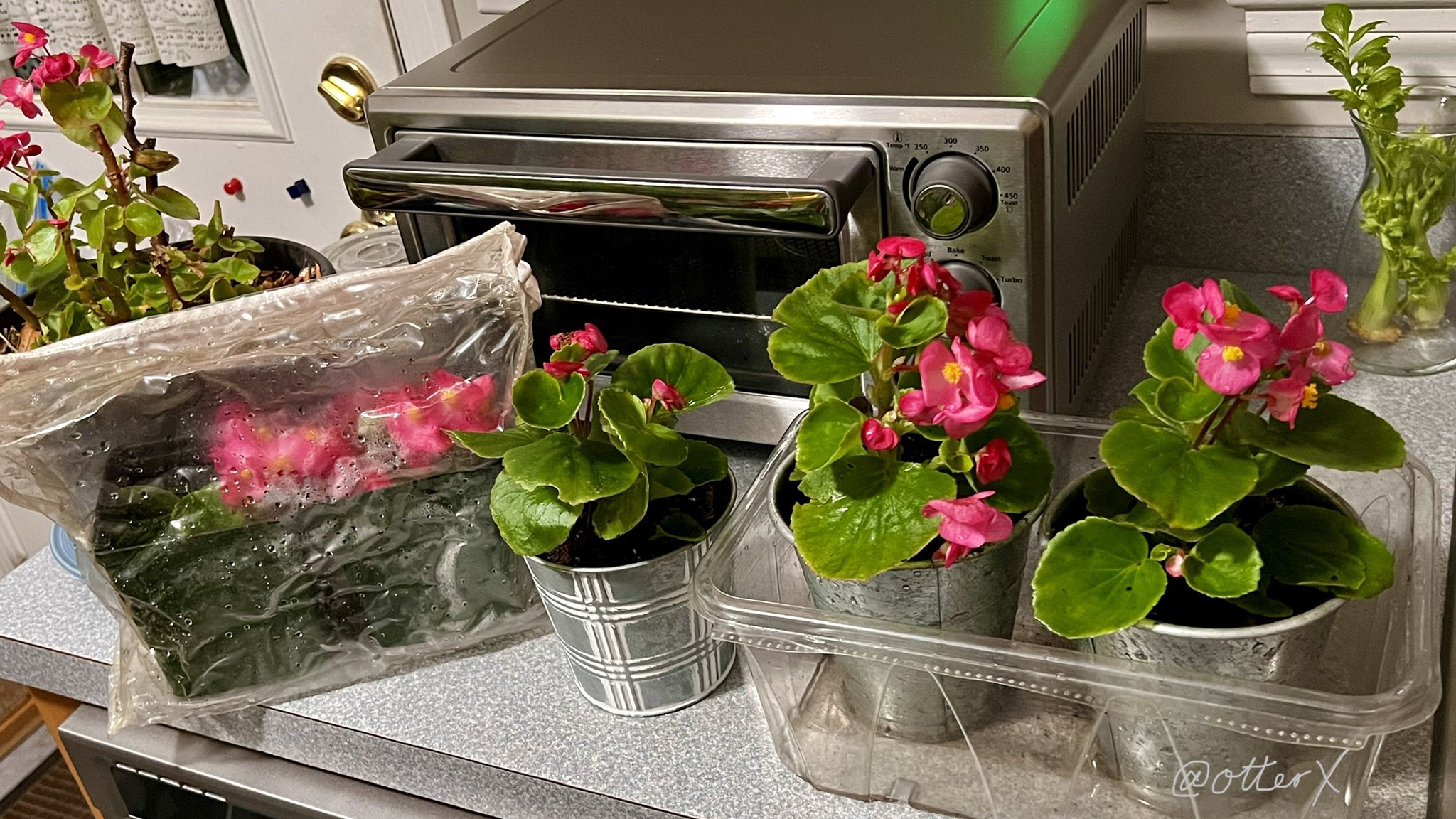 Такако ⓥ🌱🐀🐁🐀 on Twitter "Brought in some begonias, coz it would be a