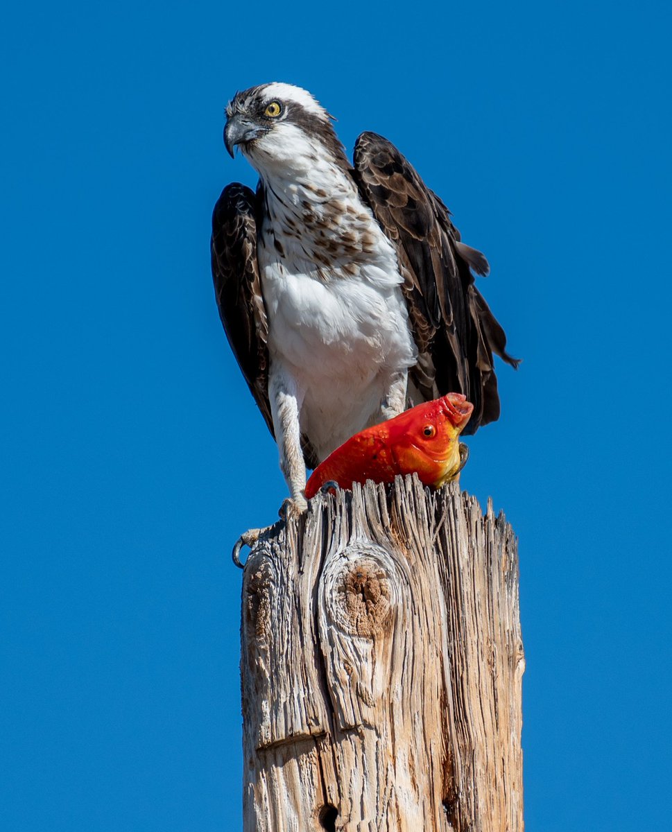 Went out for eggs and found an Osprey