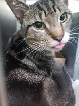 NYCDEATHROWCATS's tweet image. *SHELTER PLEA* FIV+| You will never have to worry about APRICOT being out of season again! He is as sweet as the fruit! 
facebook.com/NYCDEATHROWCAT…