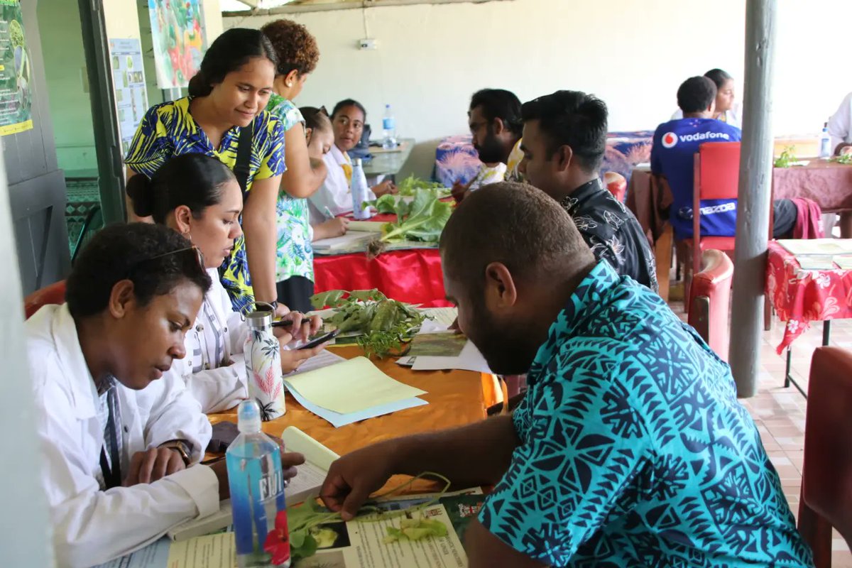 FNUFiji's tweet photo. ✅️ Bachelor of Science in Agriculture programme students  accompanied by some of the Masters of Science in Agriculture students at the Plant Health Clinic at Sigatoka Research Station

#TeamFNU #NoquFNU #CAFF https://t.co/z1PJBsz0L7
