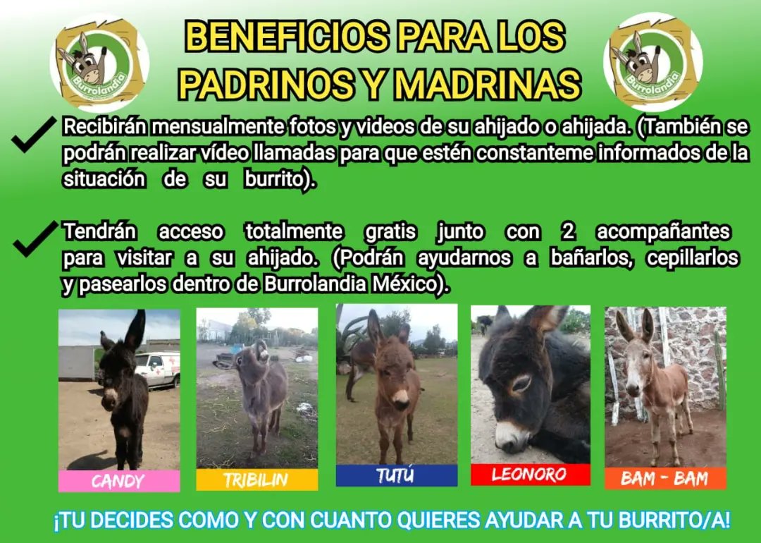 Burrolandia_mx's tweet photo. ¡BURROLANDIA MÉXICO TE NECESITA!🙏🙏🙏

¡No te olvides de ellos! 

PROGRAMA DE APADRINAMIENTO DE BURROS.
El objetivo principal es que con su ayuda podamos cuidar mejor a los burritos que tenemos en protección y ayudar a más burritos que necesitan un hogar.

¡Escoge a tu ahijado! https://t.co/KIxwA3P9uX