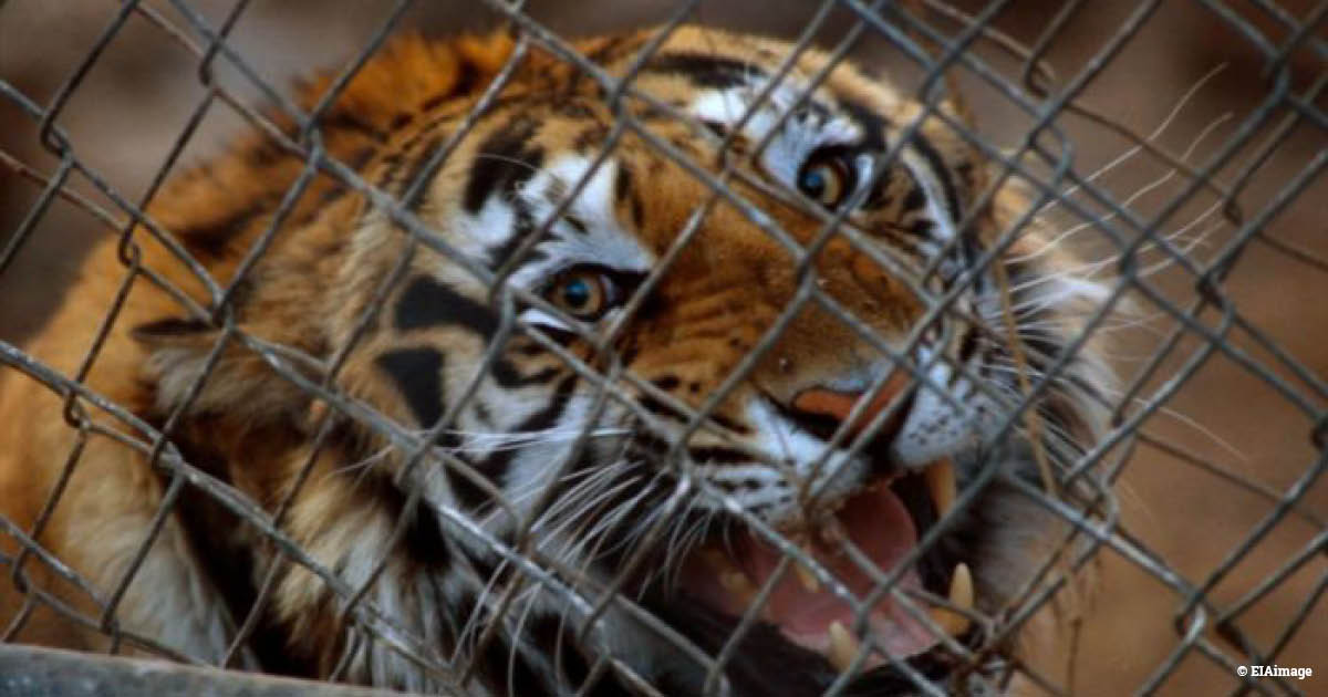 EIA_News's tweet photo. At #CITES SC75 meeting, EIA’s #tiger team leader Debbie Banks called for improved reporting by #Laos on efforts to tackle criminal enterprises controlling tiger farms in the country. #CITES #SC75 https://t.co/dDYbKJ6sUP