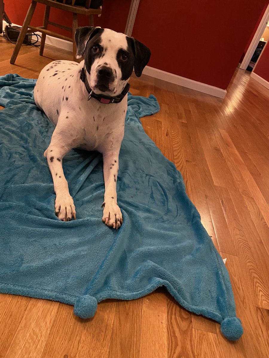 MelindaHoward4's tweet image. Chester got his own fuzzy blanket with Pom poms!

He’s feeling very fancy 🥰

#Chester #fuzzyblanket