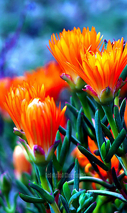 ariel_heryanto's tweet image. Gelato Orange Ice Plant
#pigface #lampranthusaurantiacus