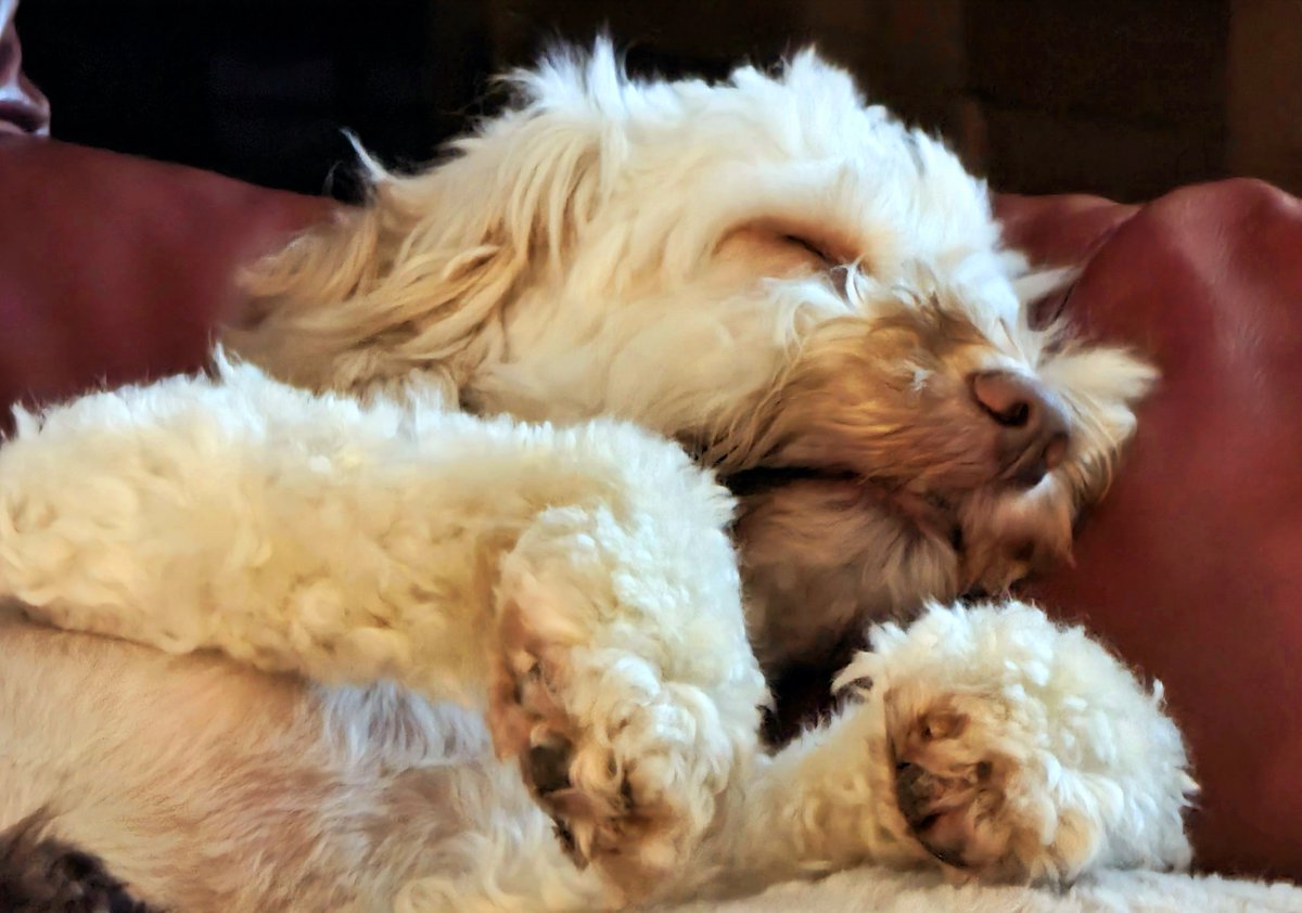 PloybCG's tweet photo. Night night all 🐶😴 https://t.co/bZfKHwmuc6