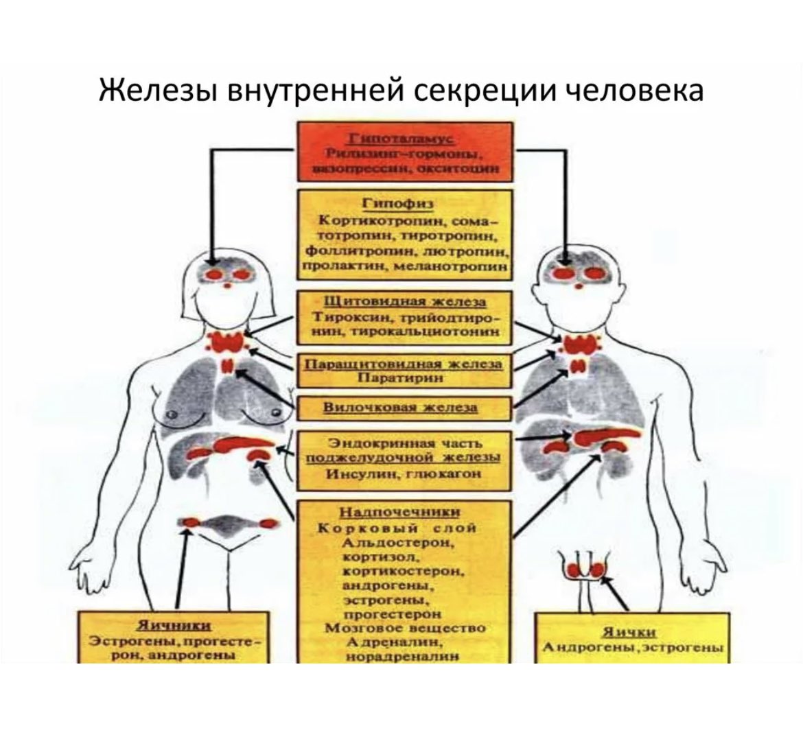 Функции эндокринная система железы внутренней секреции