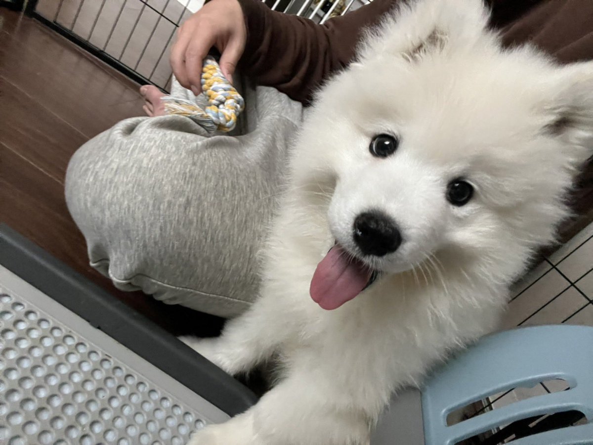 komu_0826's tweet image. おはようございます☀
今日も一段ともっふもふ☁︎☁️
#サモエド
#samoyed
#犬
#もふもふ