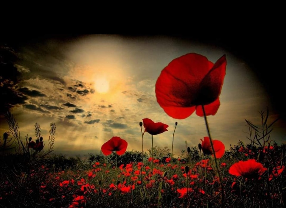 Remembering all those who fought and gave their lives 🌹