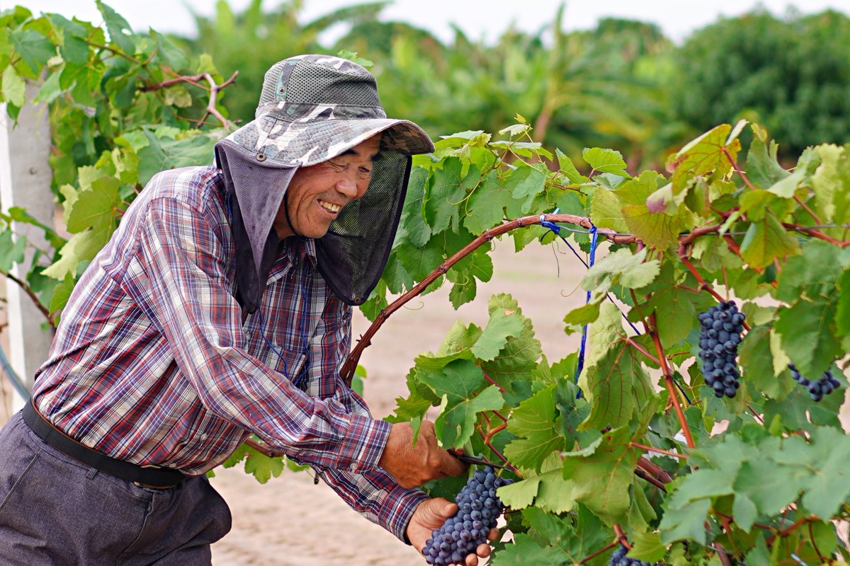 ちなみにこのぶどうを栽培しておられるのは今年81歳のチェ・ウォンスルさん！
期待してもいなかった豊作でとーっても嬉しそう♪😃
#農業 #無農薬 #ぶどう #organic #farming #grapes