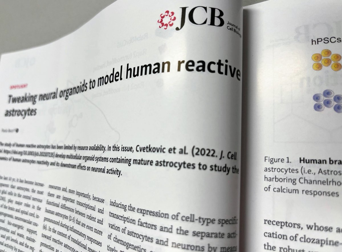 c_cvetkovic's tweet photo. I published my first scientific paper in 2014 - but this is the first time I’ve seen my work in print in an actual physical journal! 📖 ⁦@JCellBiol⁩ https://t.co/o3djSZirGn