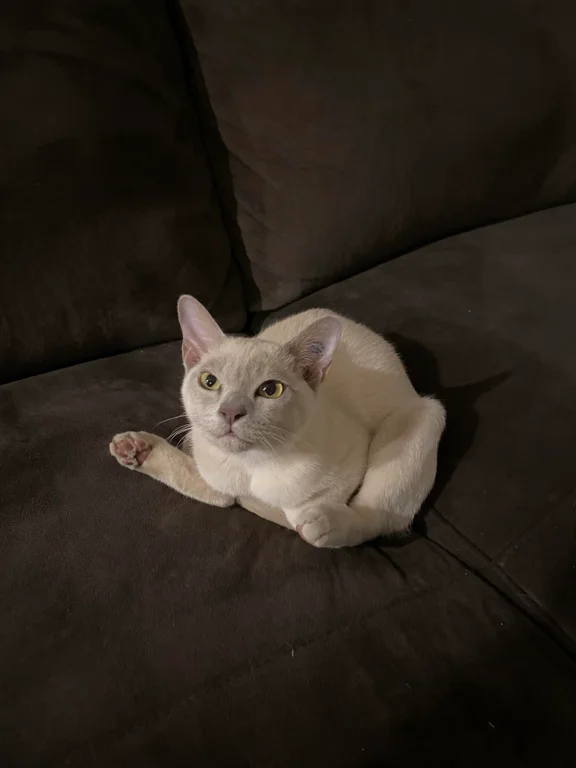 questionable comfort