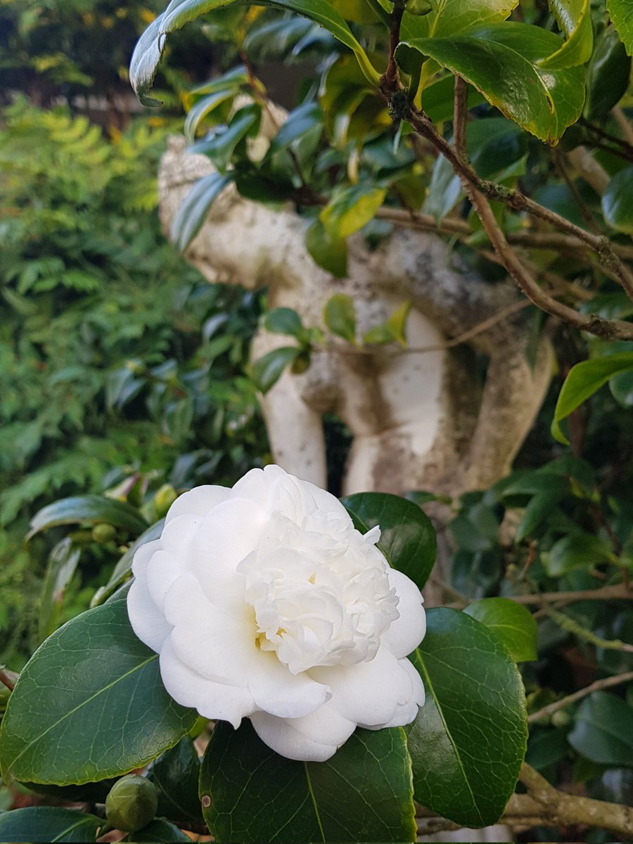 Amazingly, camellia is blossoming already! 

#ilfautcultivernotrejardin 
#LaDameauxCamélias
