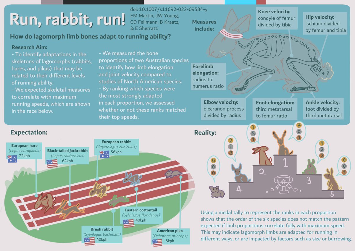DrEmSherratt's tweet photo. ๐จNEW! As seen at #WLC6 @WorldLagomorph: Anatomical correlates of cursoriality are compromised by body size and propensity to burrow in a group of small mammals (#Lagomorpha) ๐ฐby Ellen Martin, @jessewyattyoung Connie Fellmann @kraatzsquatch @DrEmSherratt https://t.co/QSlQiT9htI https://t.co/Ijgw53nvrN